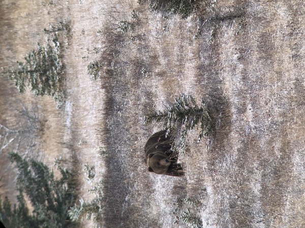 Alaska Brown Bear Hunt